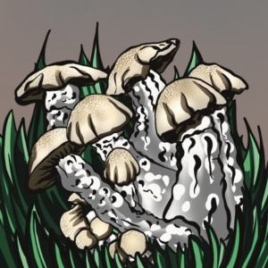 GROWKIT Gandalf (Full-Auto)