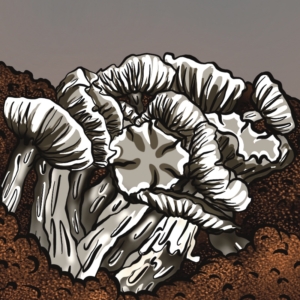 GROWKIT True Albino Teacher (Full-Auto)