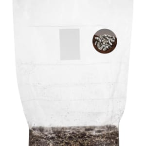 GROWKIT True Albino Teacher (Full-Auto)