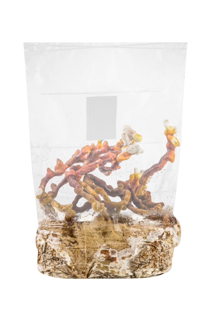 GROWKIT Dorosłe Reishi (Lakownica Lśniąca)