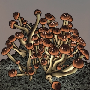 GROWKIT MC KENAII (Full-Auto)